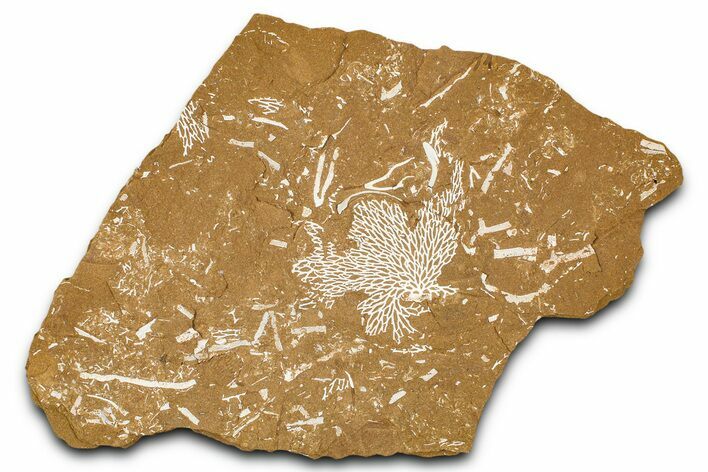 Ordovician Kukersite Oil Shale with Bryozoan Fossils - Russia #368958